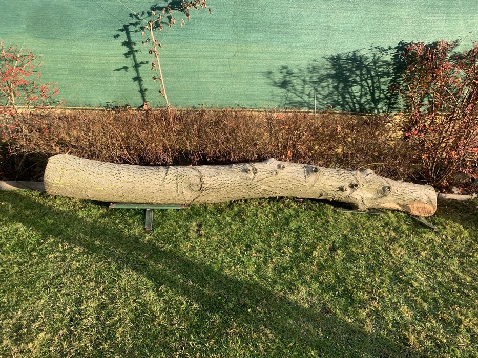 Pnie z orzecha włoskiego