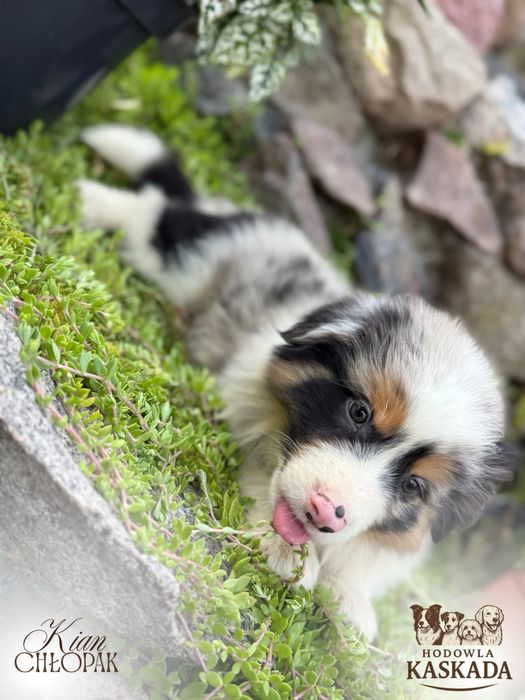 Piesek Border Collie o unikatowym umaszczeniu