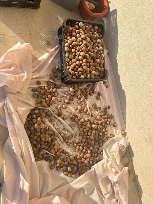 Vendemos nozes- Produção própria