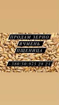 Продам зерно (пшеница)