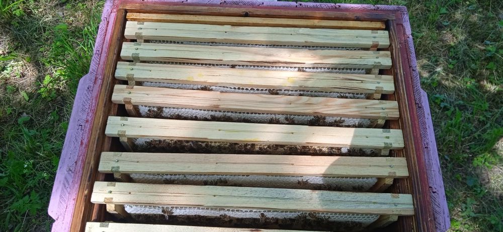 Miód z terenów leśnych. Miód sekcyjny.Propolis