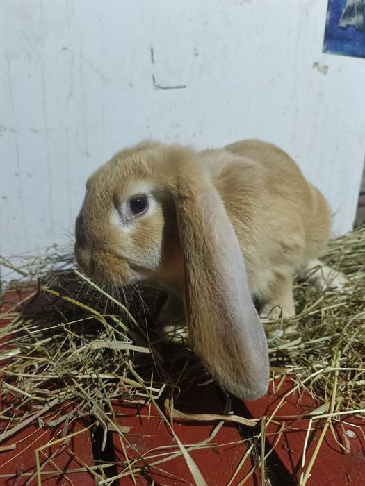 Króliki baran francuski