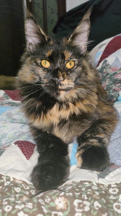 Мейн куночка розкішна киця