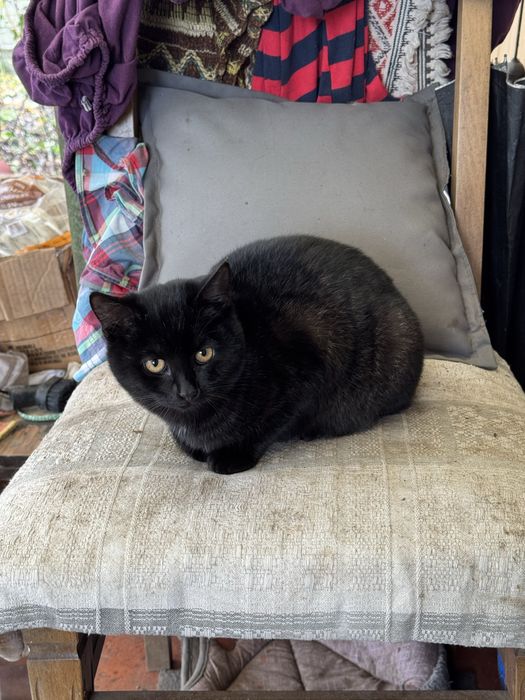 Котики в гарні руки