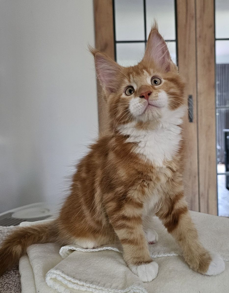 Kocurek Maine Coon