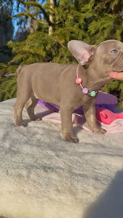 Buldog Francuski dziewczynka New shade Isabella
