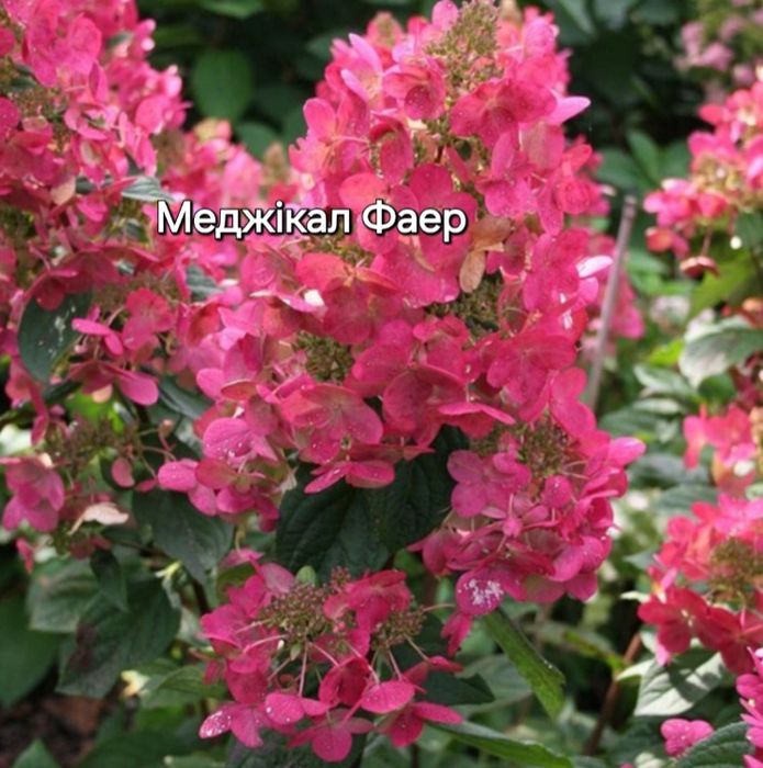 Гортензія волотиста, метельчастая