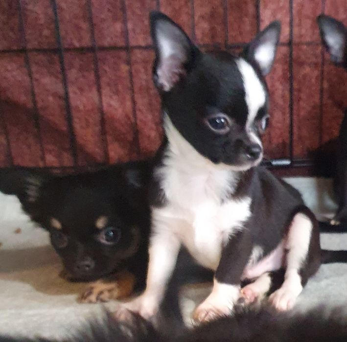 Расписной мальчишка чихуахуа