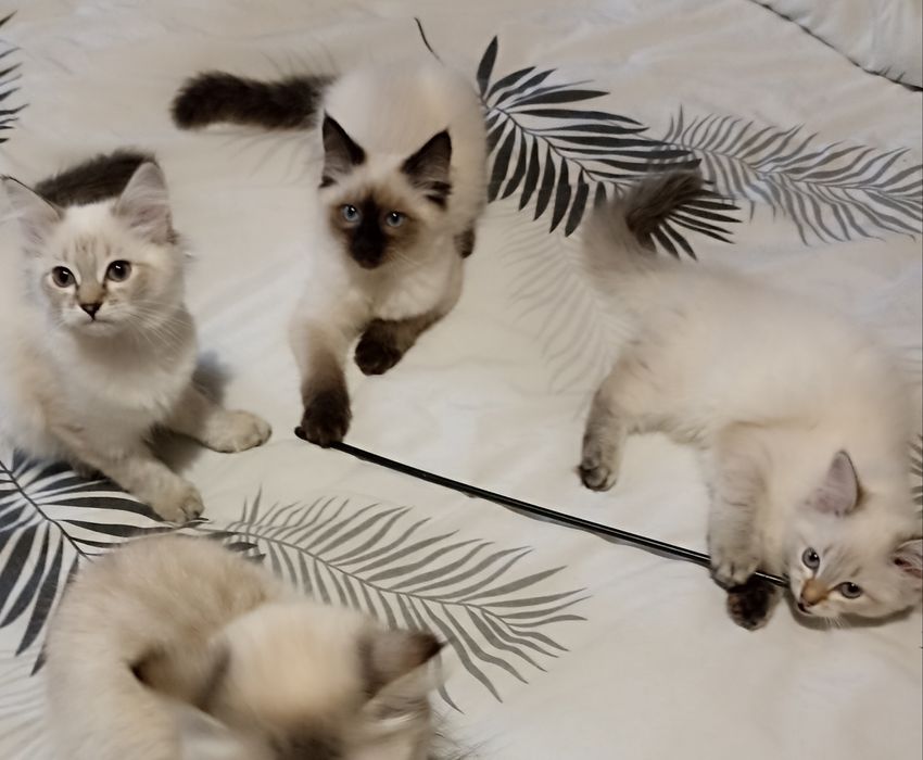 Котики Невська Маскарадна