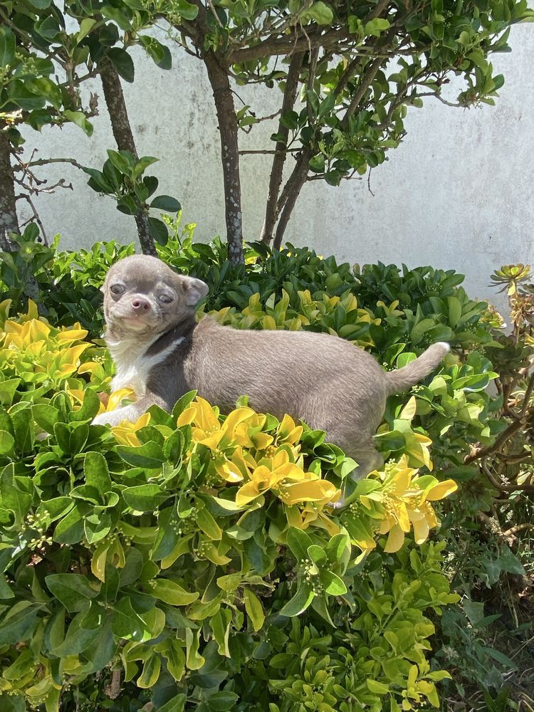 Chihuahua. macho super top