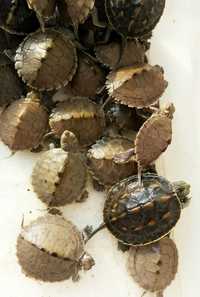 Черепахи рiзних видiв Черепаха для дiтей та новачкiв