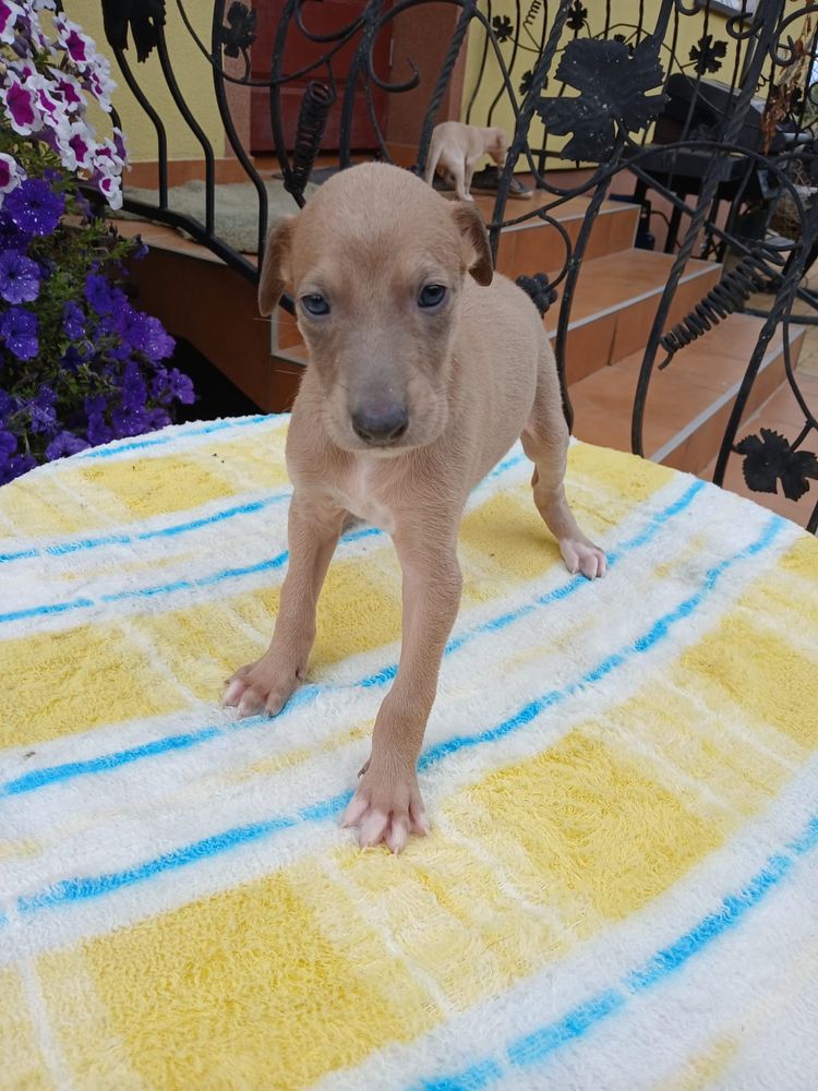 Chart Angielski Greyhound śliczny piesek