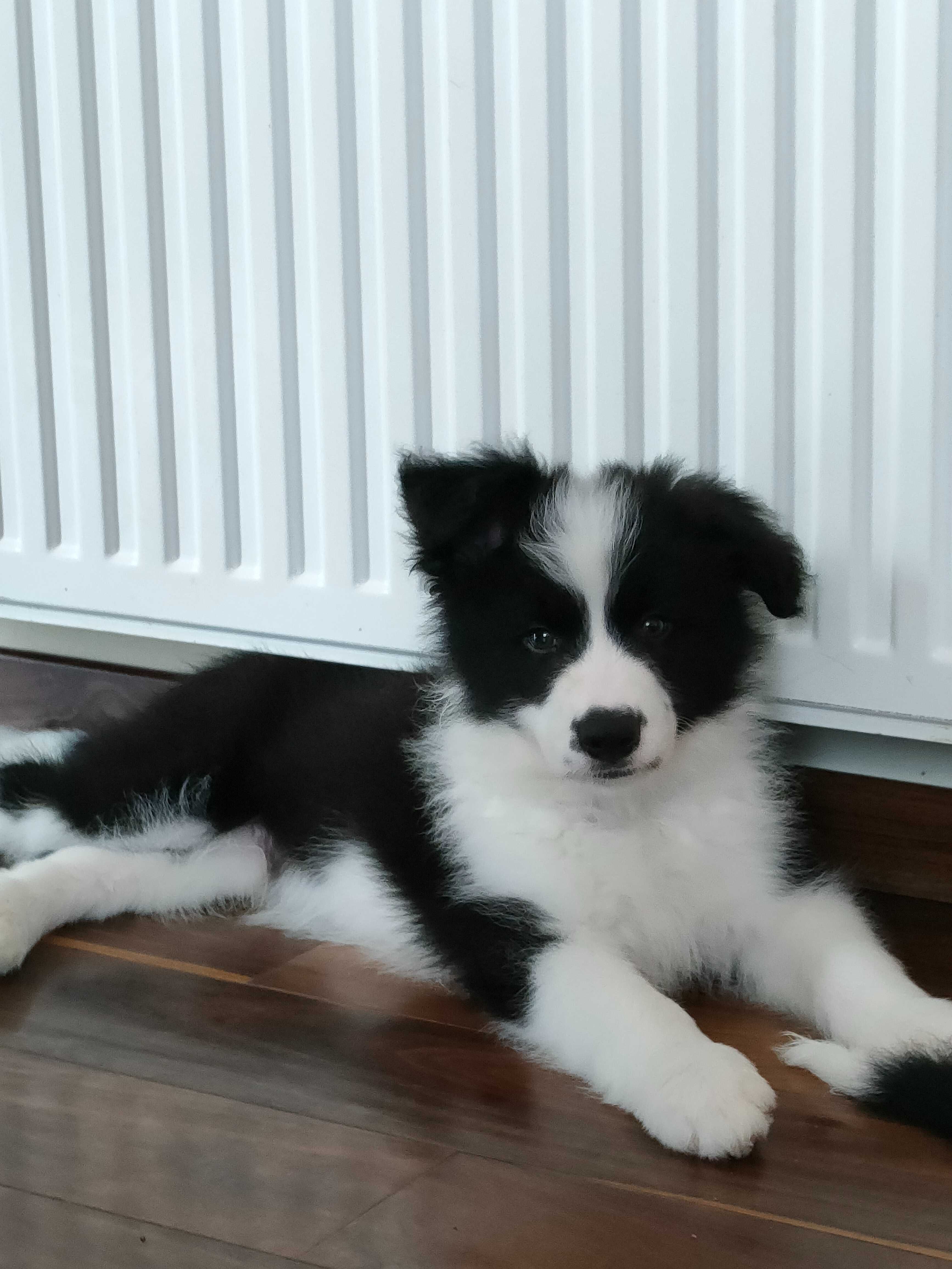 Szczeniak Border Collie-piesek ZKwP/FCI