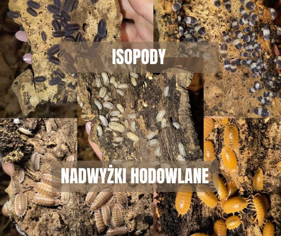 Isopody - nadwyżki hodowlane