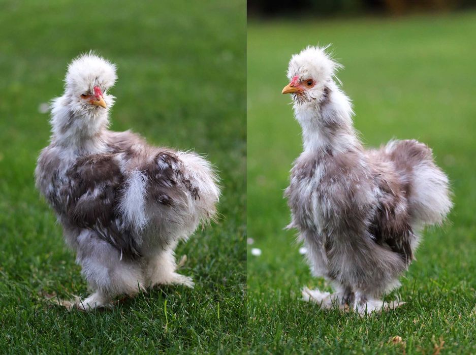 Silka jedwabista USA / kogut (kura ozdobna), silki jedwabiste mottled