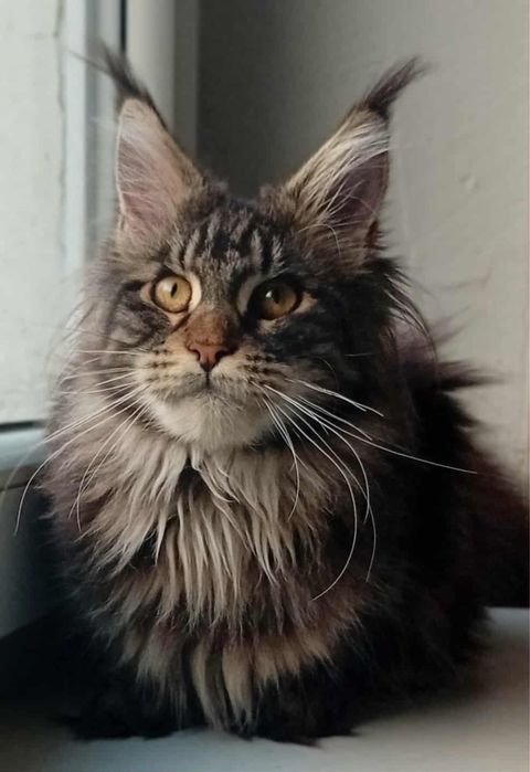 Koteczka Maine Coon z rodowodem