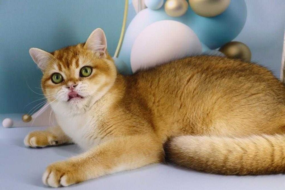 Очень красивый и яркий золотой парнишка с зелёными глазками