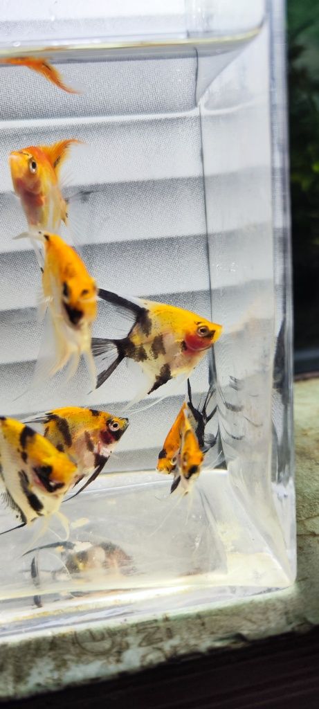 Skalary koi Red devil