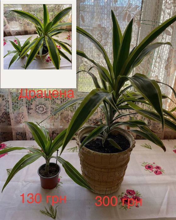 Комнатные растения