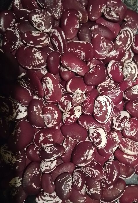 Продам лімську квасолю сорт Різдвяна