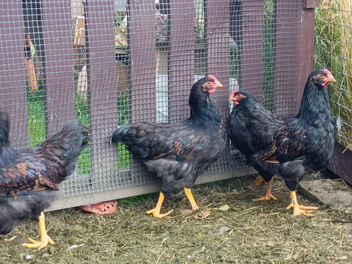 Kogut Barnevelder