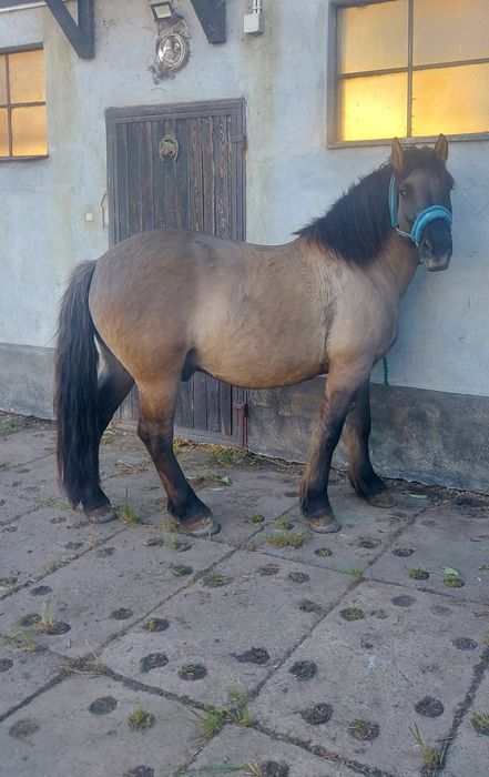 Sprzedam 7 letniego wałacha mix PKZ Konik Polski