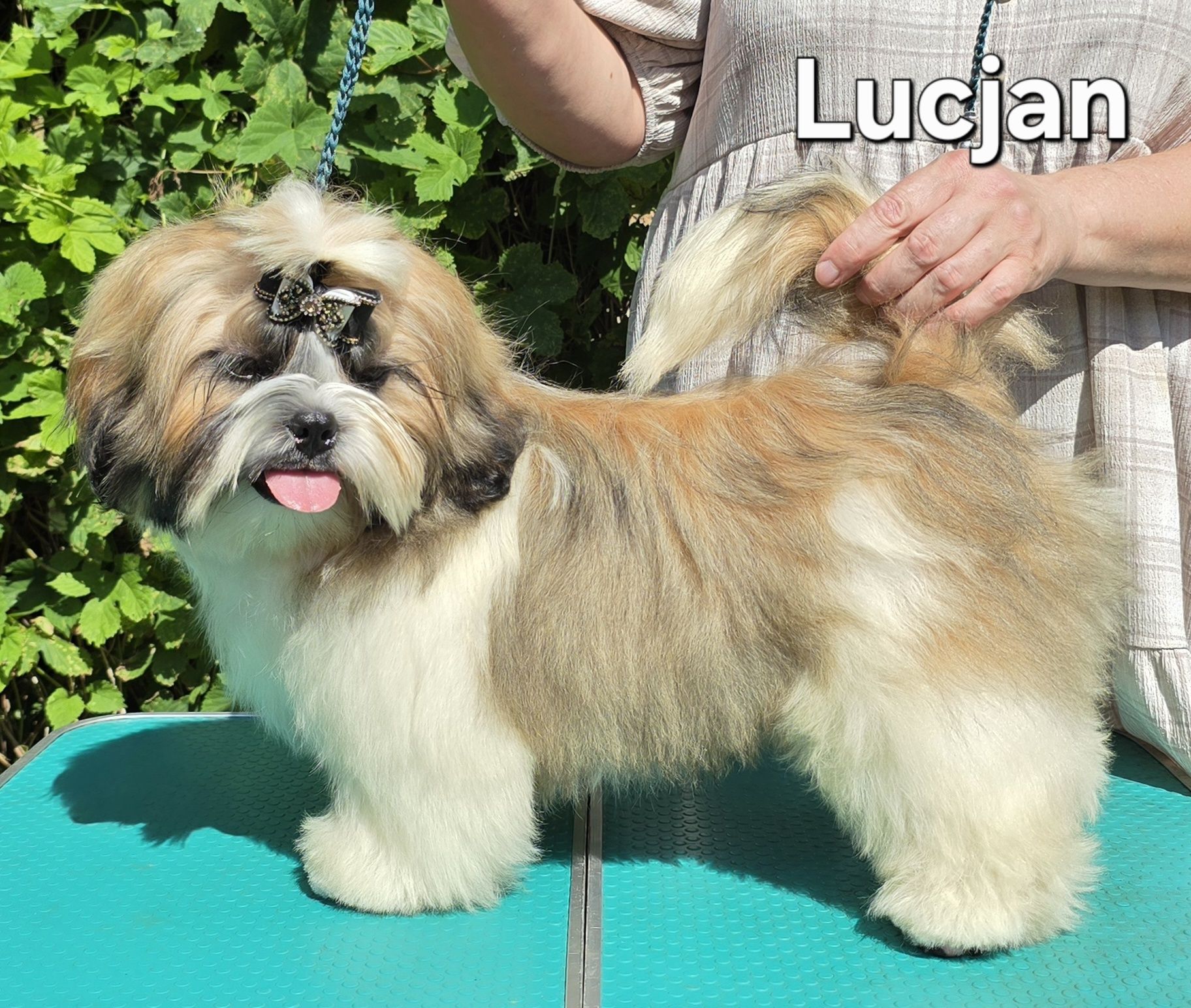 Piesek Shih tzu ZKWP
