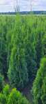 Tuja Smaragd 140 cm tuje 120 szmaragd thuja brabant laurowiśnia poznań