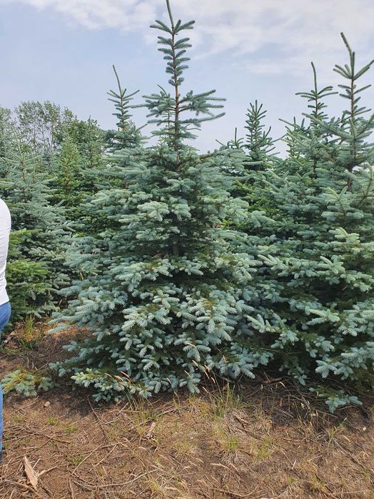 Świerk kłujący cięty 175-250 cm/ w donicy 60-180 cm/ TuChoinki.pl