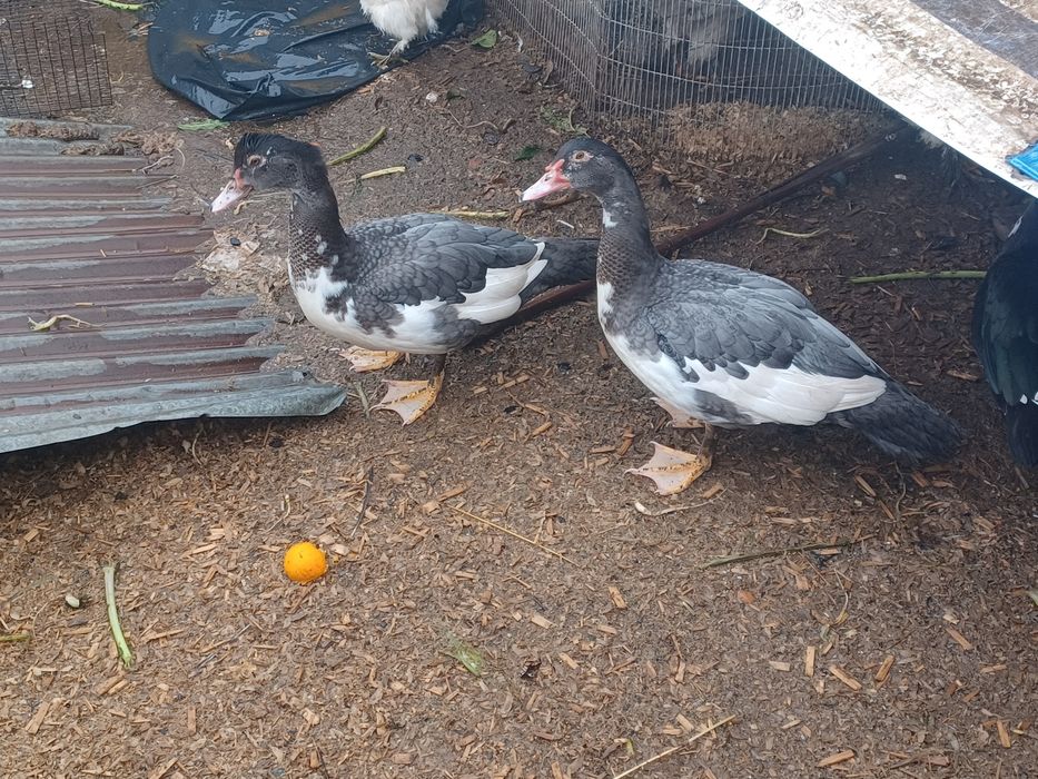 Aves de campo domesticas