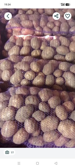 Продам картоплю (Біла Роса)