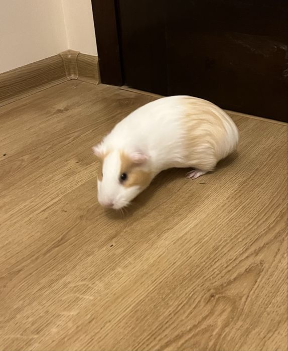 Swinki morskie samiczki