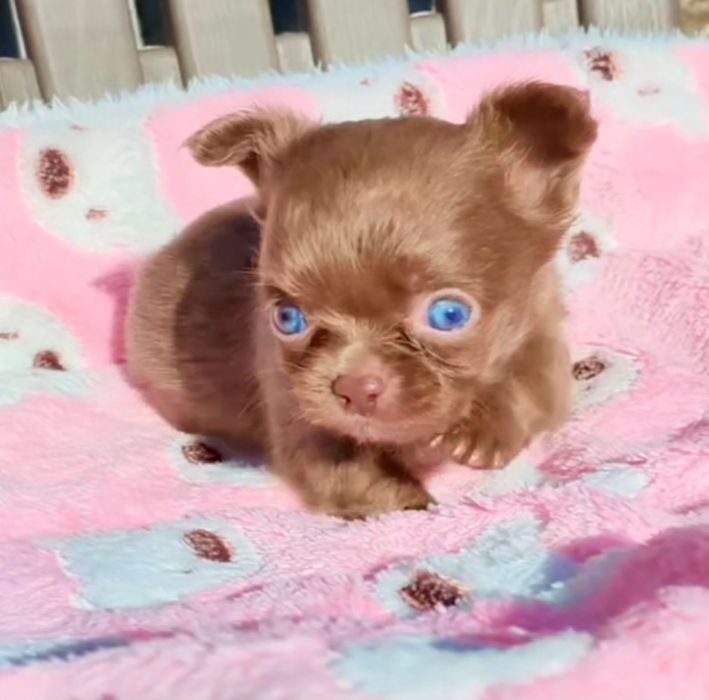 Chihuahua  de qualidade lop afixo