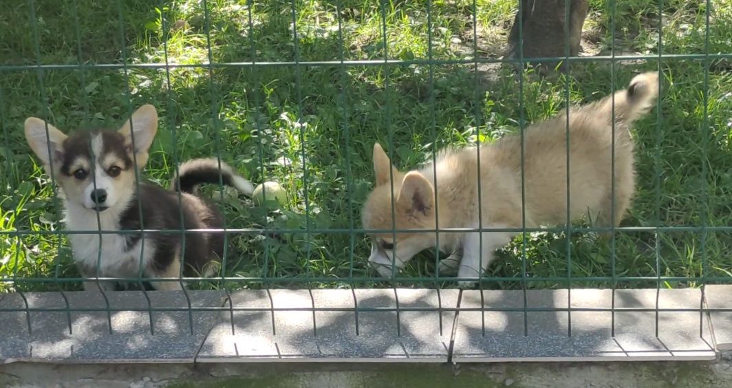 Вельш корги пемброк. Мальчики.