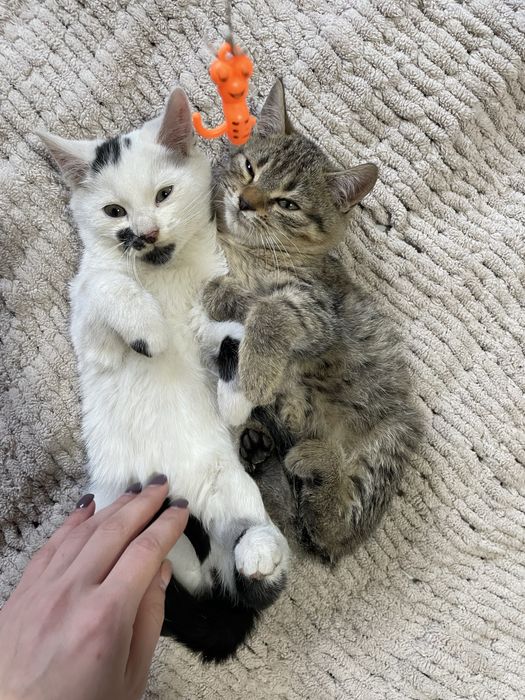 Віддам в добрі руки  маленьких котиків
