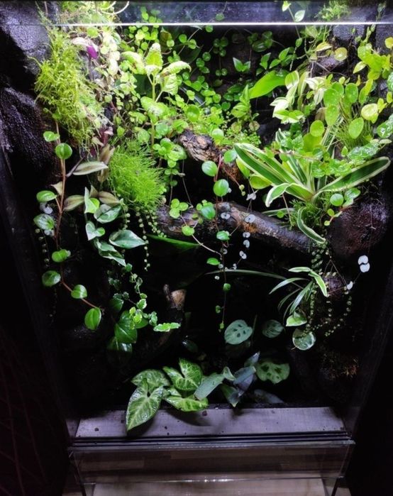 Terrarium tropikalne 40x40x60 gekon orzęsiony jaszczurka drzewołaz