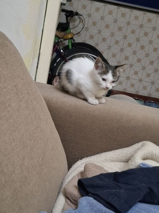 Gata para dar ja come sosinha ja vai a areia