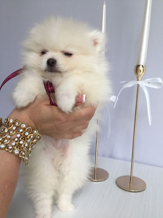 Шпіц хлопчик гарненький