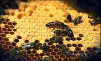 Matki pszczele unasiennione Krainka
