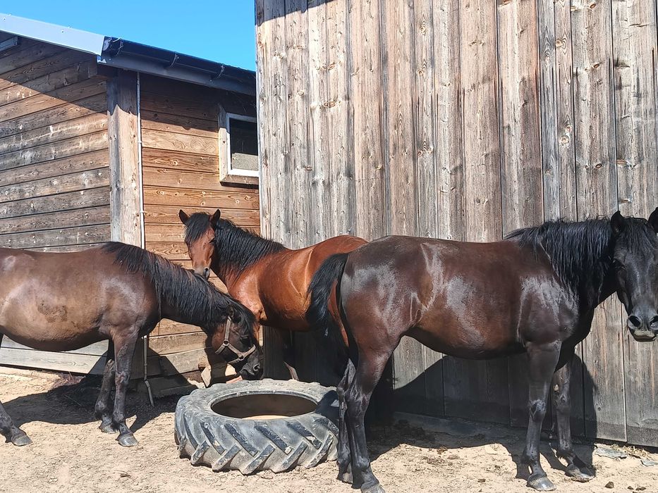 Klacz huculska dotacyjna klacze ogiery