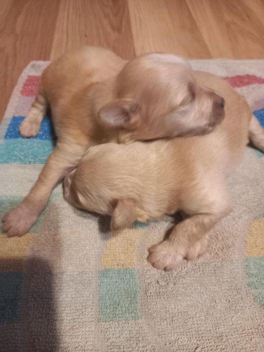 Do oddania szczeniaki