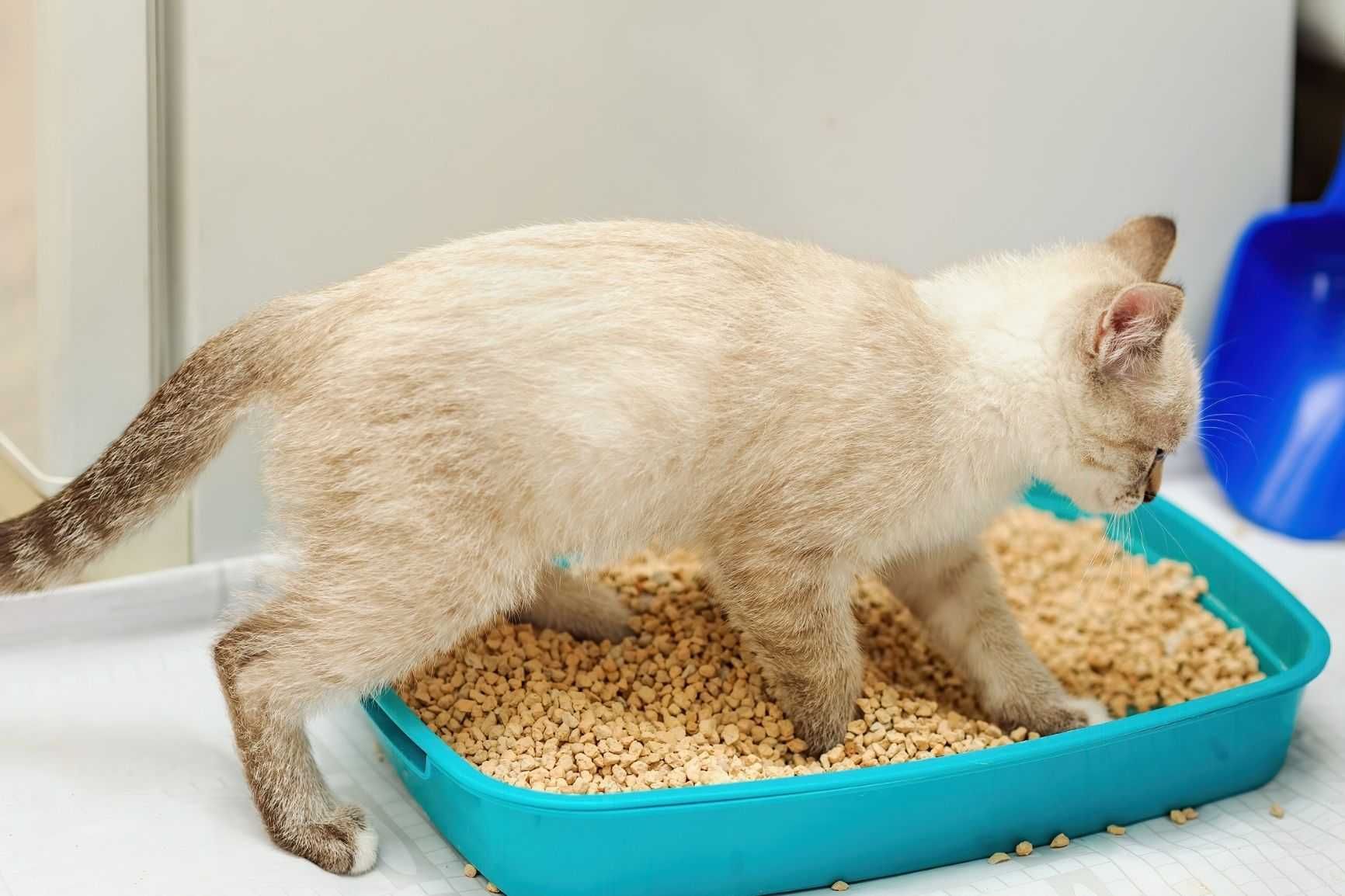 Żwirek pellet pelet drzewny ściółka dla gryzoni kota królika 15kg