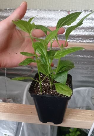 Калея Закатечичи,Calea ternifolia