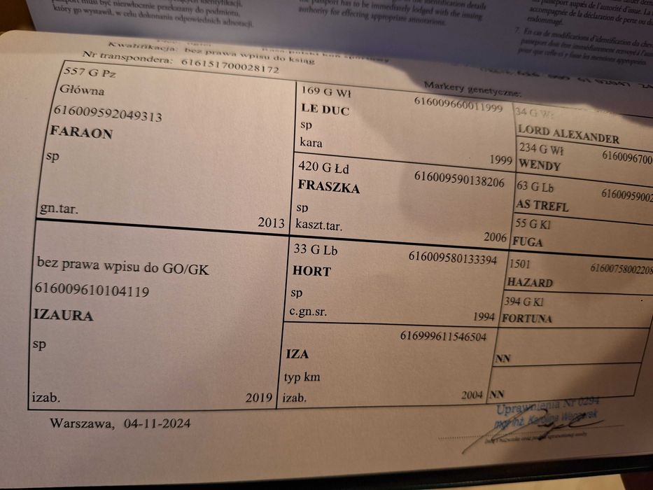 ogierek jelenio-tarantowaty rasa PKS półtoraroczny