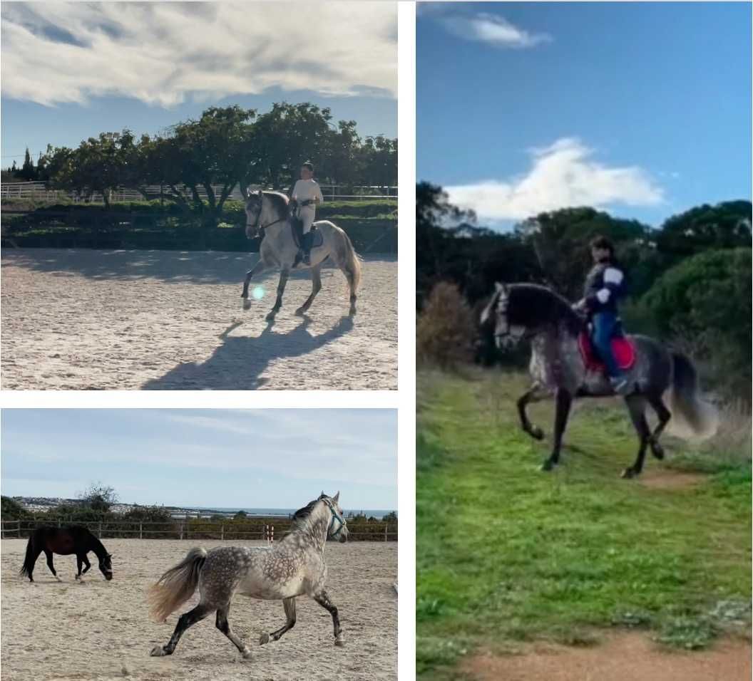Cavalo PRE nivel doma SI-II, Saint George, das melhores origens