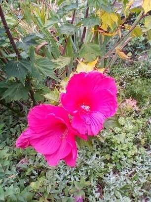 продаю травянистые  гибискусы