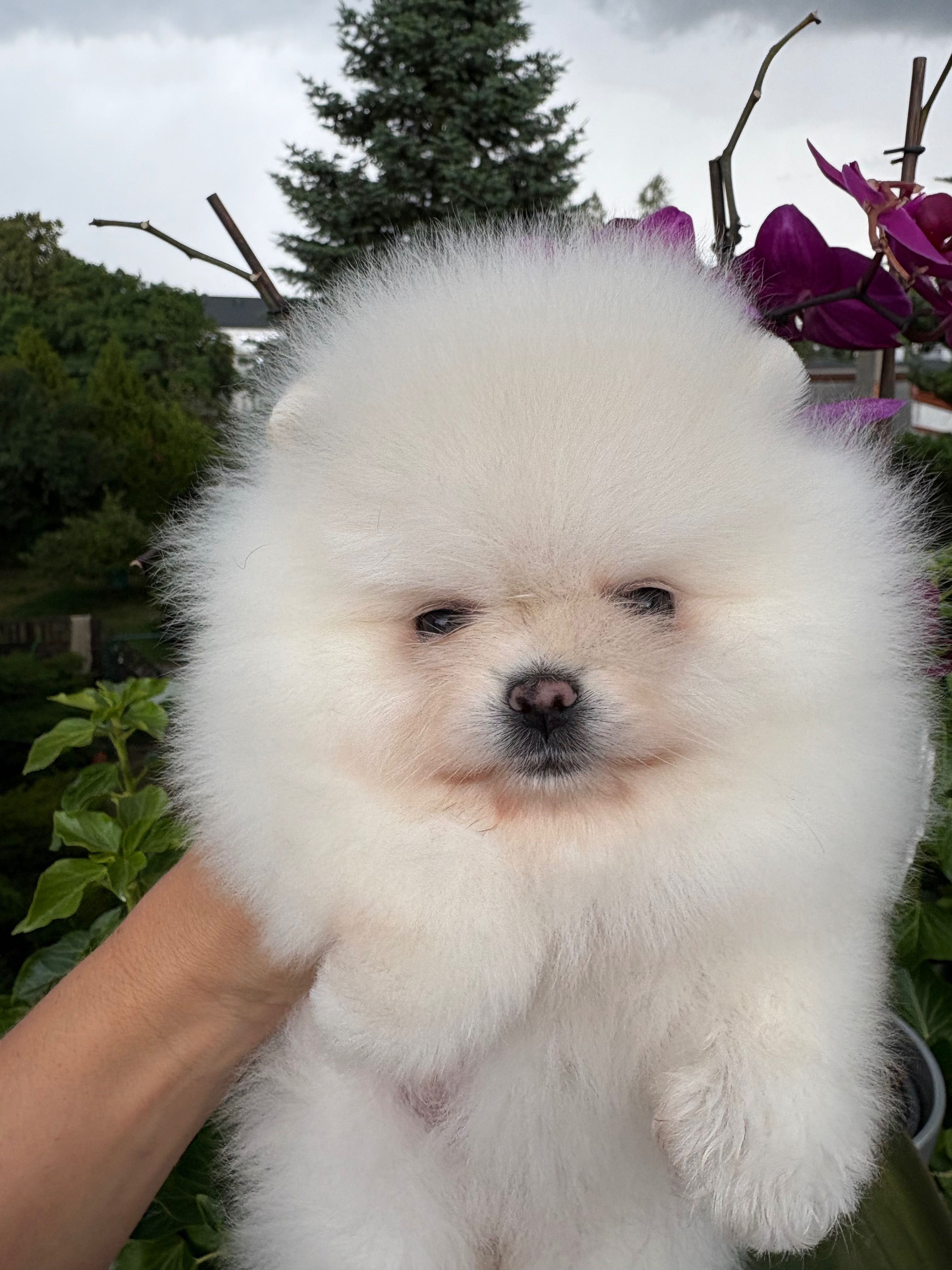 Piękna suczka FCI zkwp krem Pomeranian szpic miniaturowy