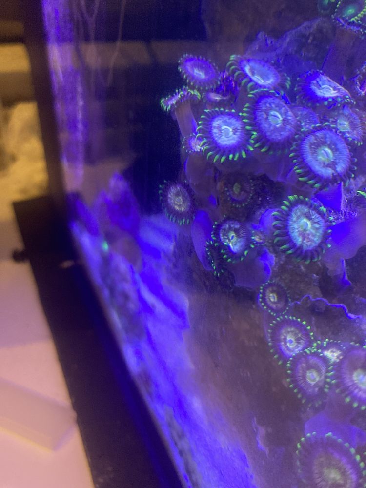 Zoa koralowiec Nirvana