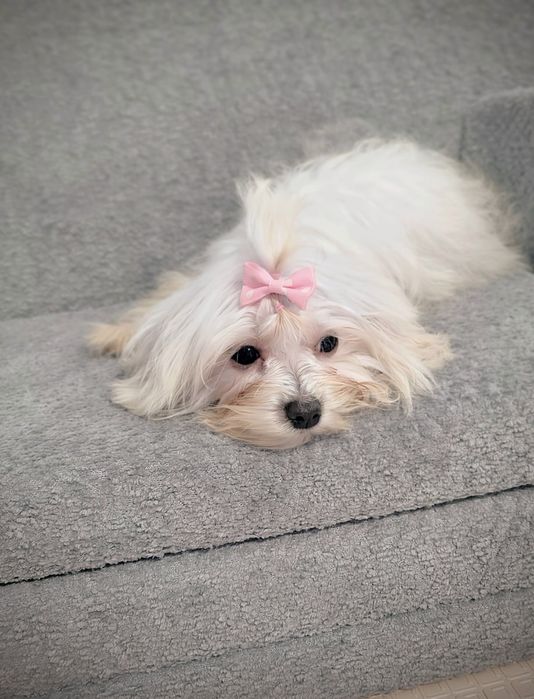 Maltańczyk Suczka ZHPR