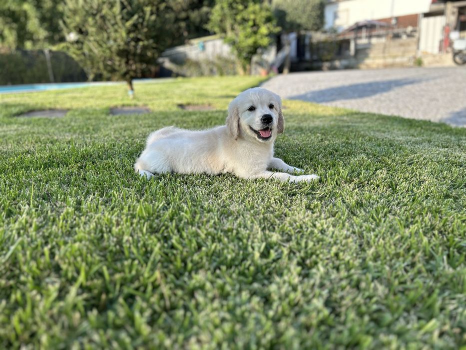 Golden Retriever macho